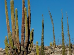 USA_Mexico2006-2007-046